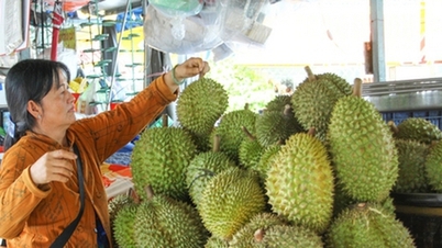 ក្នុង​ខេត្ត Vinh Long តម្លៃ​ទុរេន​មាន​តម្លៃ​ខ្ពស់​មិន​ធ្លាប់​មាន​ពី​មុន​មក កសិករ​ខ្លះ​ដាំ​បាន ៥ ហិកតា និង​ចំណេញ ១,៥ ពាន់​លាន។