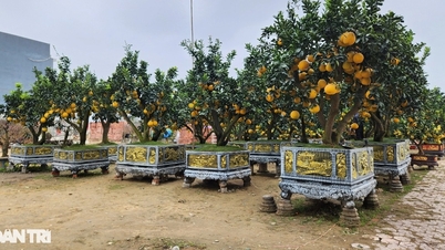 ក្រូចថ្លុង Tam Da មានកំពស់ជាង 4 ម៉ែត្រ និងមានតម្លៃ 80 លានដុង។