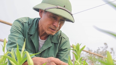 Hoa loa kèn được giá, nhà vườn lại kém vui
