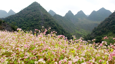 Ha Giang បានត្រៀមខ្លួនរួចរាល់ហើយសម្រាប់ពិធីបុណ្យផ្កា buckwheat