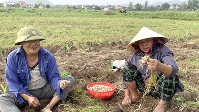 Early season Nghe An specialties, traders buy at twice the price