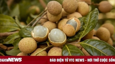 Một số bài thuốc từ long nhãn