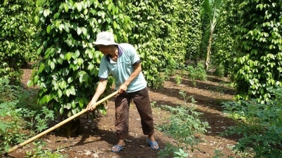 Trong nước ổn định; giá tiêu đen xuất khẩu giảm mạnh ở các nước