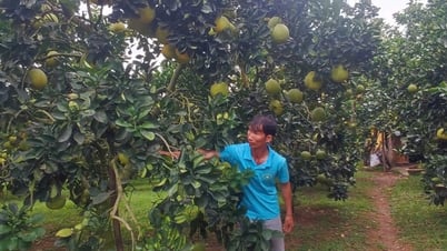 ផ្លាស់ប្តូរអរគុណចំពោះ OCOP