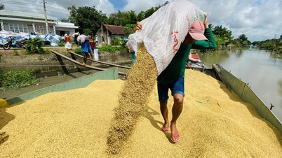 Ấn Độ phát tín hiệu mới, giá gạo liệu có tăng trở lại?