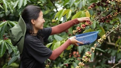 Giá cà phê không thể giảm tiếp