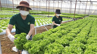 Zahradníci z Lam Dong se obávají nedostatku zeleniny na Tet.