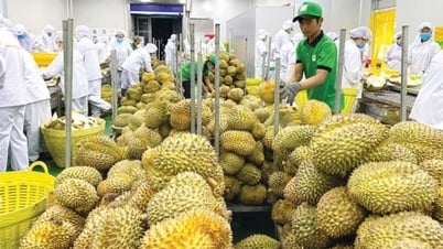 Xác lập kỷ lục mới, ngành rau quả tăng trưởng trong khó khăn