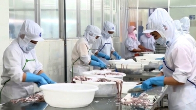Squid and octopus exports expected to decrease by 2% in the first quarter of 2024