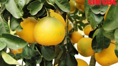 Bưởi cảnh hàng chục triệu đồng 'đổ bộ' đường phố Hà Nội đón Tết Ất Tỵ