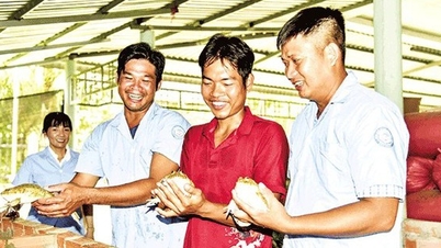 តើ​បុរស​កៀន​យ៉ាង​ចិញ្ចឹម​កង្កែប​លោត​យ៉ាង​ក្រាស់​ក្នុង​ធុង​ស៊ីម៉ងត៍ ហើយ​លក់​លឿន​យ៉ាង​ណា?