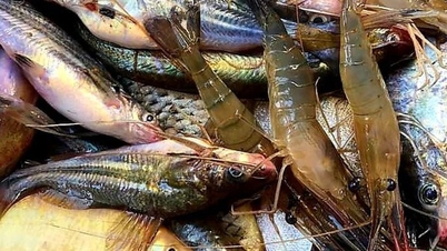 Gió đưa, gió đẩy thế nào, hướng nào, mùa nào thì xứ đồng bằng này có bao giờ thiếu vắng cá tôm?