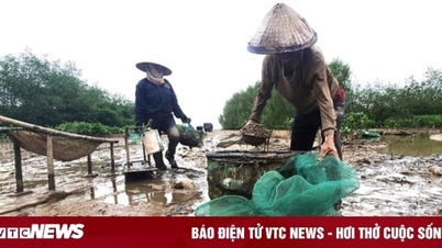 Lướt trên bãi lầy lấy lộc trời
