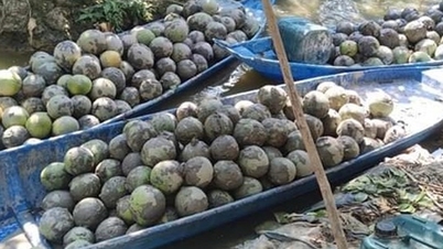 កាត់ទោស​ឈ្មួញ​ដែល​លង់ទឹក​ក្រូចថ្លុង​ម្ចាស់​សួន​ជិត​១,៦​តោន​ក្នុង​ភក់