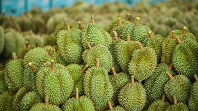 Many Chinese traders are fleeing Thailand because of a poor durian harvest and higher prices compared to Vietnam.