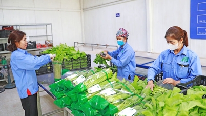 Chủ động phát triển vùng nguyên liệu cho sản phẩm OCOP