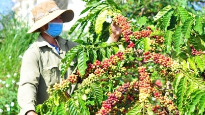 Giá cà phê trong nước hôm nay 5/1/2025 giữ ổn định