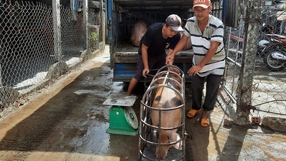 ជ្រូក​លក់​បាន​តម្លៃ​ល្អ​នៅ Phu Yen ហេតុអ្វី​អាជ្ញាធរ​ណែនាំ​មិន​ឲ្យ​ស្តុក​ឡើង​វិញ?