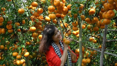 សួនក្រូចថ្លុងពណ៌ផ្កាឈូក Lai Vung បើកស្វាគមន៍ភ្ញៀវ
