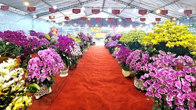 ផ្កាអ័រគីដេ Phalaenopsis ប្លែកៗ ដុះក្នុងផើងរាងនាគ