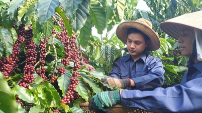 Sức ép nguồn hàng từ Brazil, giá cà phê xuất khẩu tiếp đà suy yếu