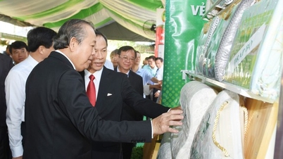 ពូកកៅស៊ូដុងភូ