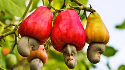 Xuất khẩu hạt điều tăng vọt