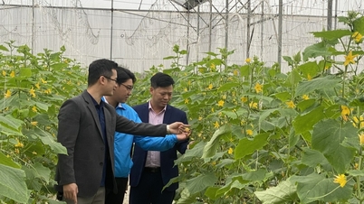 Tín dụng ưu đãi: “Chắp cánh” cho thanh niên khởi nghiệp
