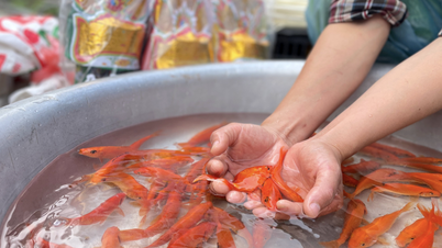Can red carp offered to Tao Quan be eaten?