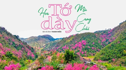 Hoa Tớ dày Mù Cang Chải -