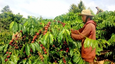 Quý I/2024, lượng cà phê xuất khẩu của Việt Nam đạt hơn 585.000 tấn