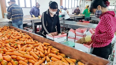Vietnam is flooded with orders, fruits and vegetables will bring in 6-6.5 billion USD