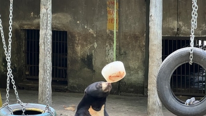 Bất ngờ thấy gấu... ăn kem ở Thảo Cầm Viên TPHCM