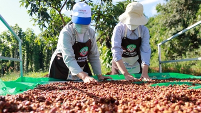 តម្លៃ Robusta រក្សាសន្ទុះកើនឡើង ការនាំចេញកាហ្វេទទួលបានអត្ថប្រយោជន៍