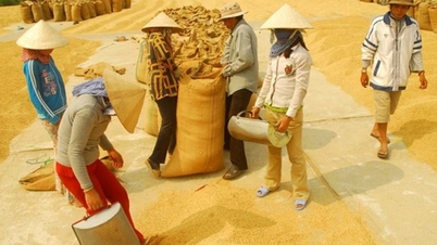 អាជីវកម្មកាន់តែច្រើន "បរាជ័យក្នុងការដេញថ្លៃ" លើអង្ករបម្រុង ត្រូវបានពិន័យជាប្រាក់រាប់ពាន់លានដុង