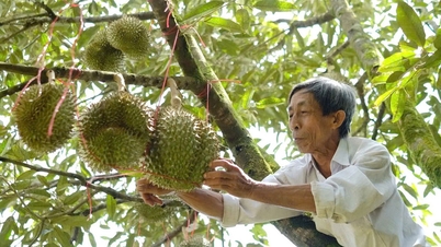 Cảnh báo tình trạng giả mạo mã số đóng gói xuất khẩu sầu riêng