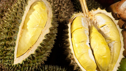 Due to shortage, durian prices continue to skyrocket, Thai durian delivered to Tien Giang is 195,000 VND/kg