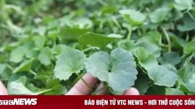 Uống nước rau má có tác dụng gì?