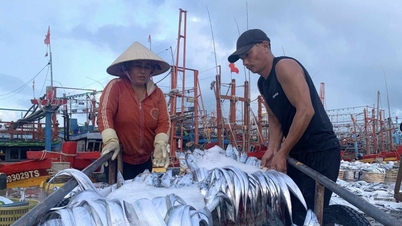 EU Ambassador to Vietnam: Time to remove IUU yellow card