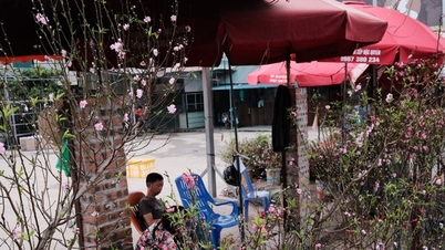After Tet, peach blossoms are sold out, but traders still shake their heads in dismay.
