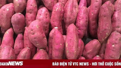 Một tuần nên ăn bao nhiêu khoai lang?