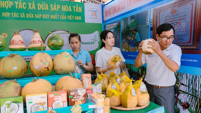 Trà Vinh nghiên cứu, tuyển chọn các giống dừa đạt năng suất, chất lượng cao
