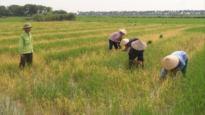 បាញ់ថ្នាំស្មៅខុសបច្ចេកទេស ស្រូវ ១,៣ ហិកតា របស់គ្រួសារមួយនៅណាំសាចបានស្លាប់