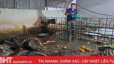 Prospects from porcupine farming model in Nghi Xuan