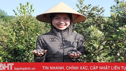 ការដាំដើមស៊ីមព្រៃផ្តល់លទ្ធផលដែលមិននឹកស្មានដល់នៅលើភ្នំ Ke Go