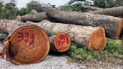Starting price for auction of fallen tree wood due to storm No. 3 in Hai Duong city is 438 million VND