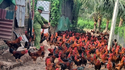 Chicken prices in Hai Duong may increase by 10,000-15,000 VND/kg near Tet