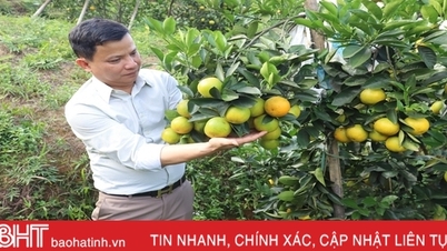 Cam chanh, cam bù trĩu quả, người dân vui như hội
