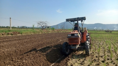 Kinh Mon farmers overcome difficulties, focus on winter crop preparation