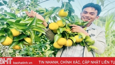ត្រៀម​ខ្លួន​ជា​ស្រេច​សម្រាប់​ពិធីបុណ្យ​ក្រូច​និង​កសិផល​របស់​ខេត្ត Ha Tinh